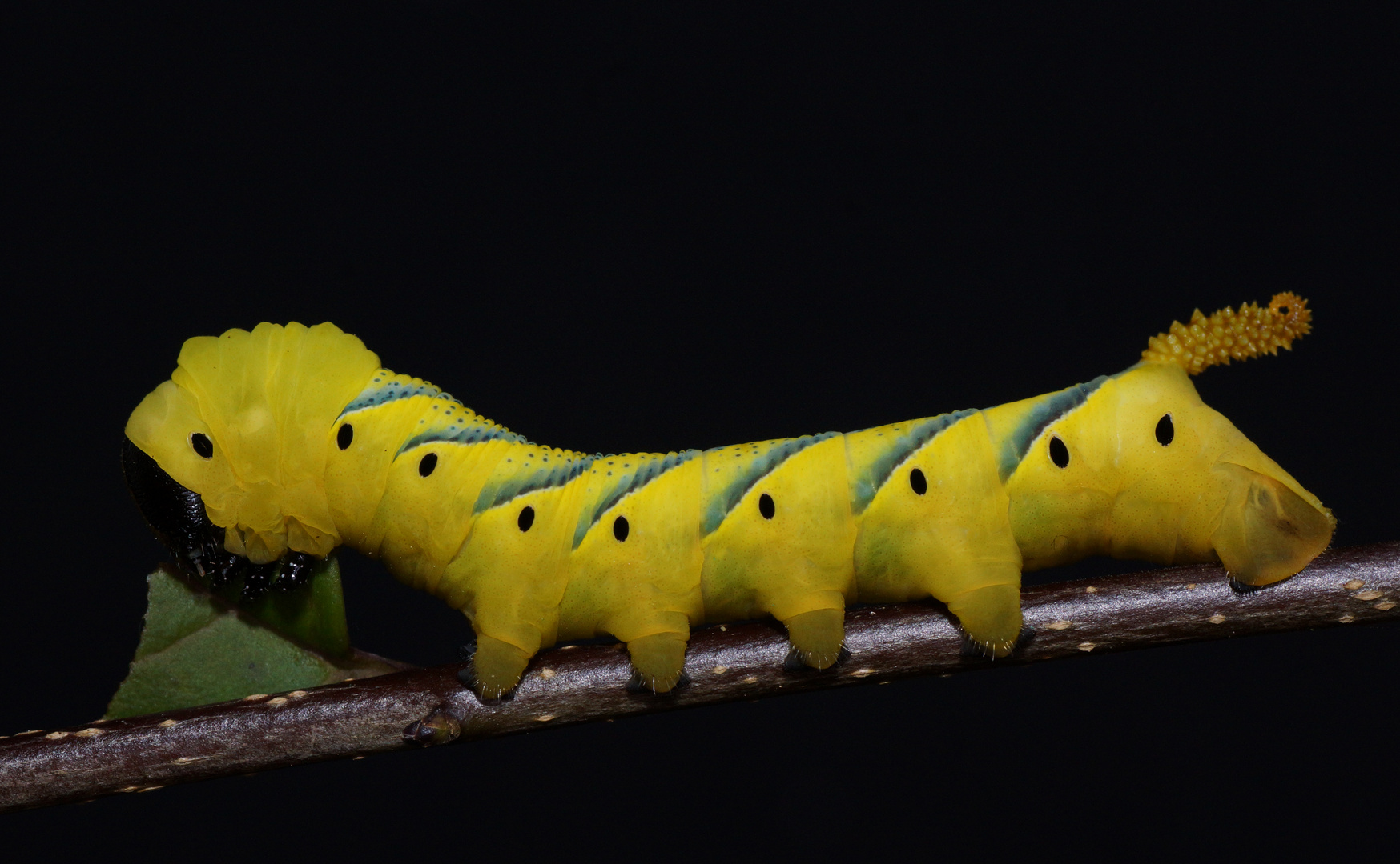 Totenkopfschwärmerraupe (Acherontia atropos)