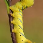 Totenkopfschwärmerraupe (Acherontia atropos) 