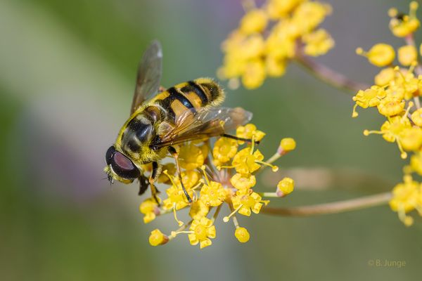 Totenkopfschwebfliege