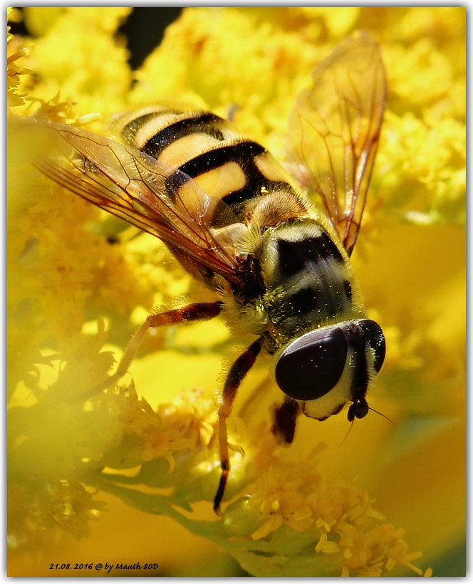 Totenkopfschwebfliege