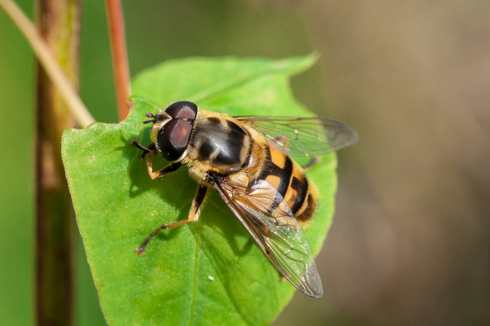 Totenkopfschwebfliege