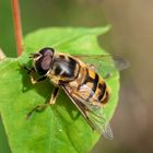 Totenkopfschwebfliege