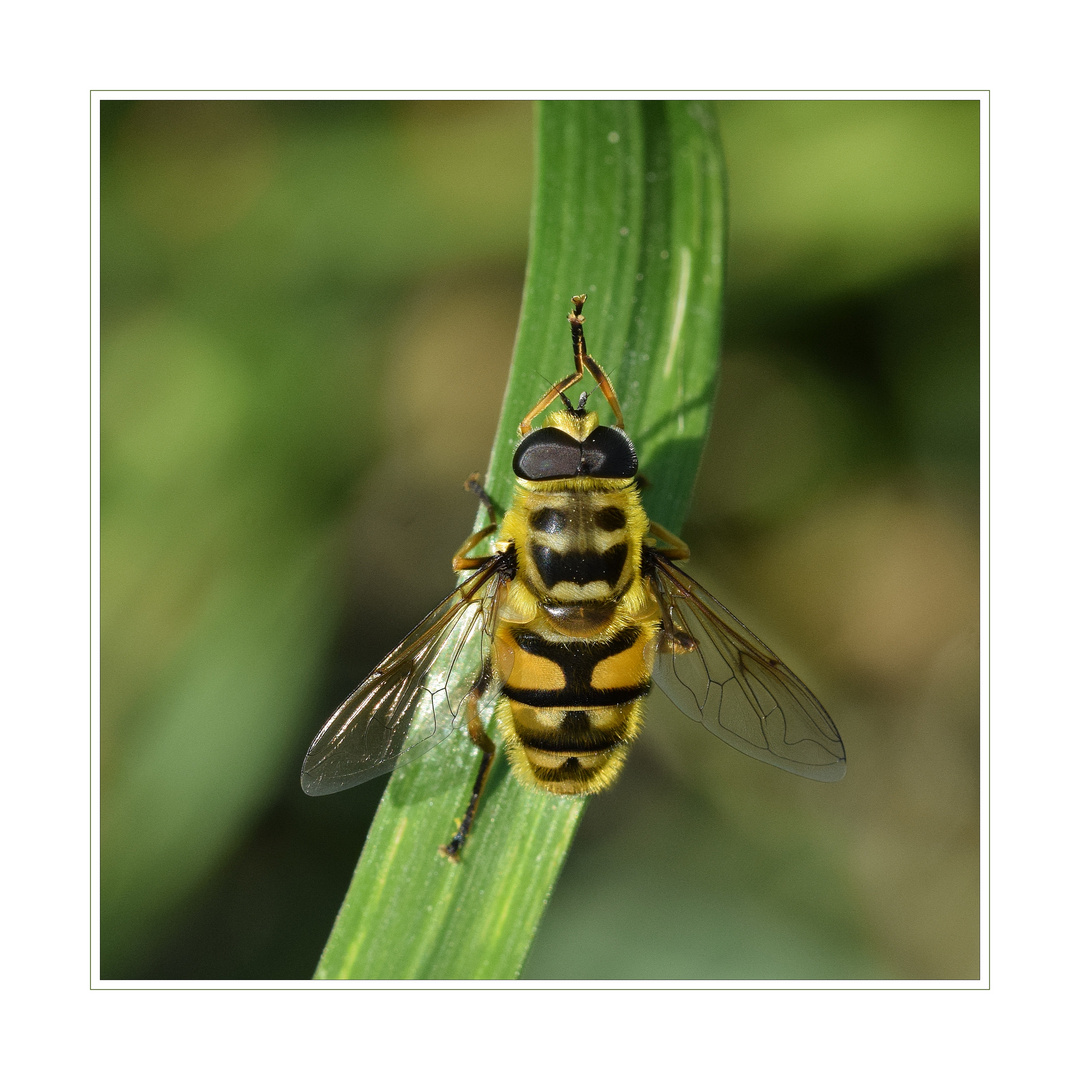 Totenkopfschwebfliege