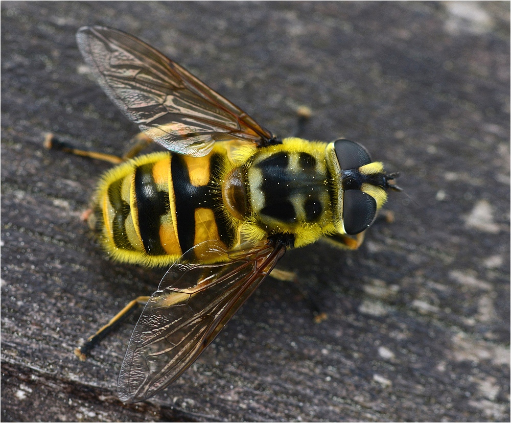 Totenkopfschwebfliege