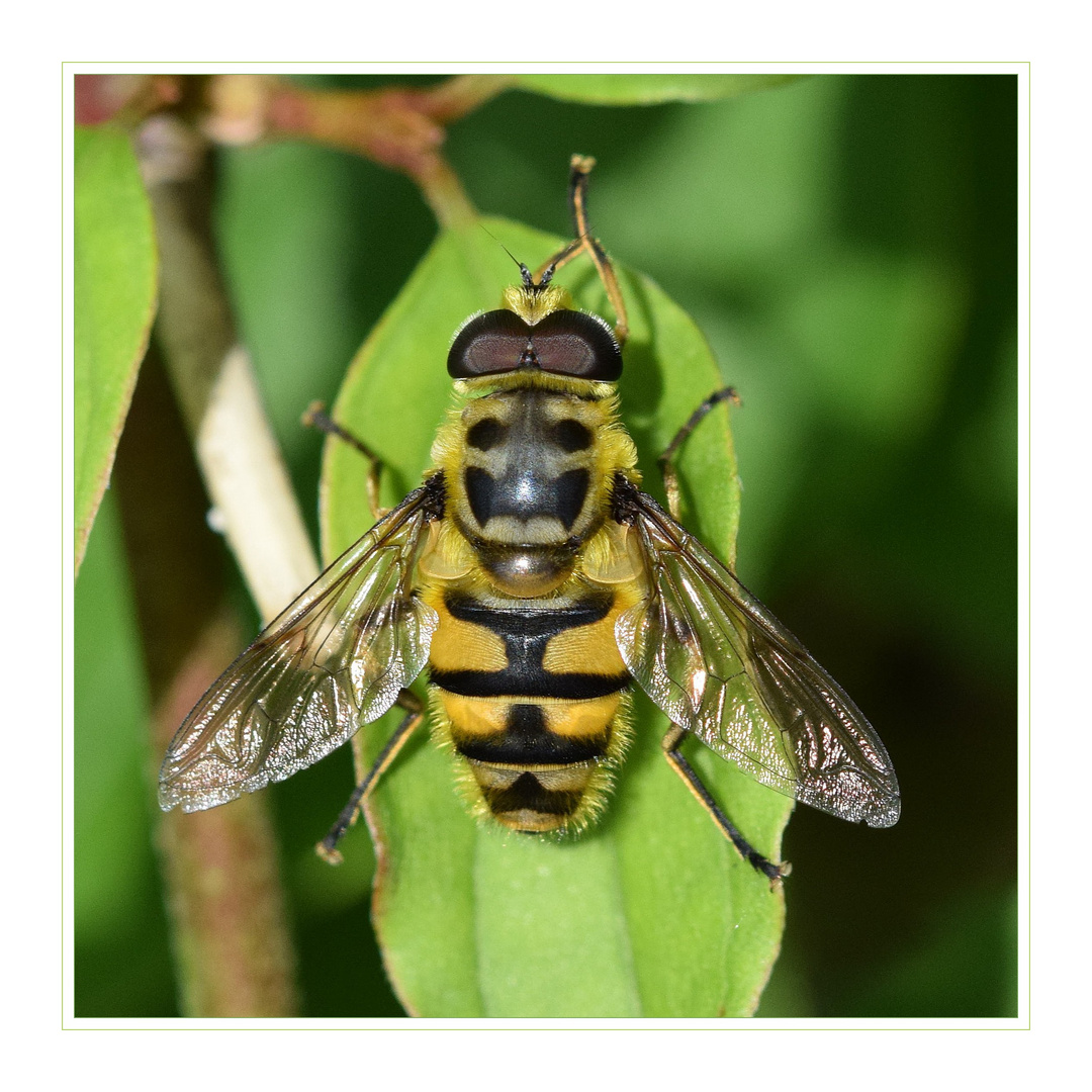 Totenkopfschwebfliege