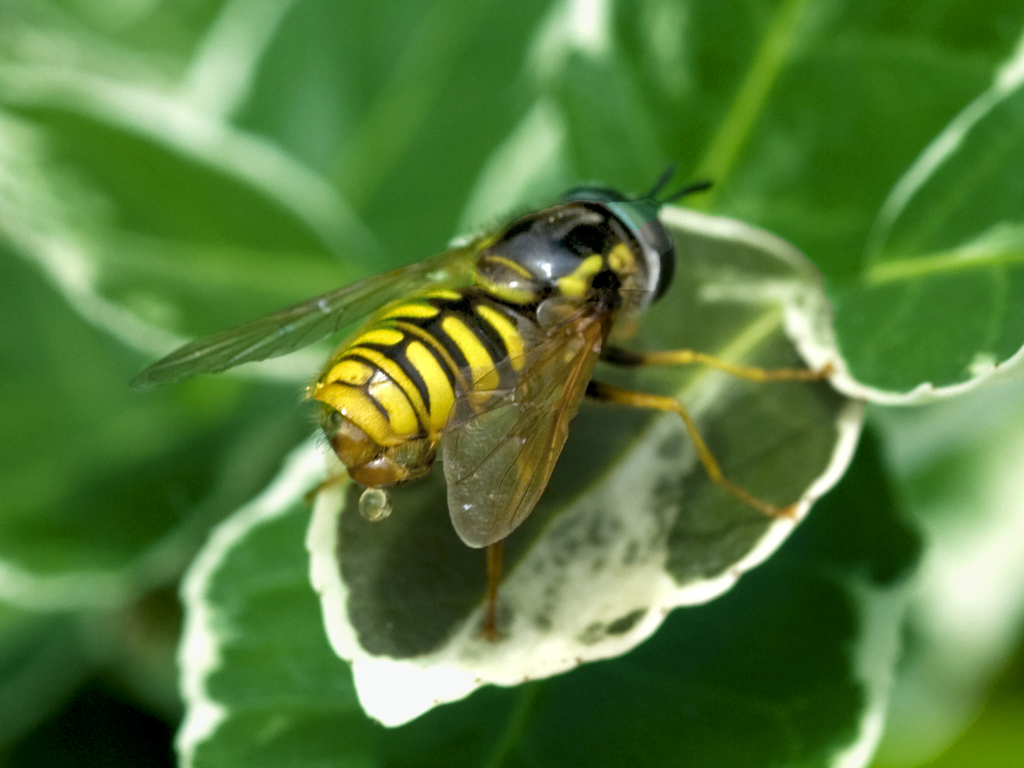 Totenkopfschwebfliege muss mal Pipi.