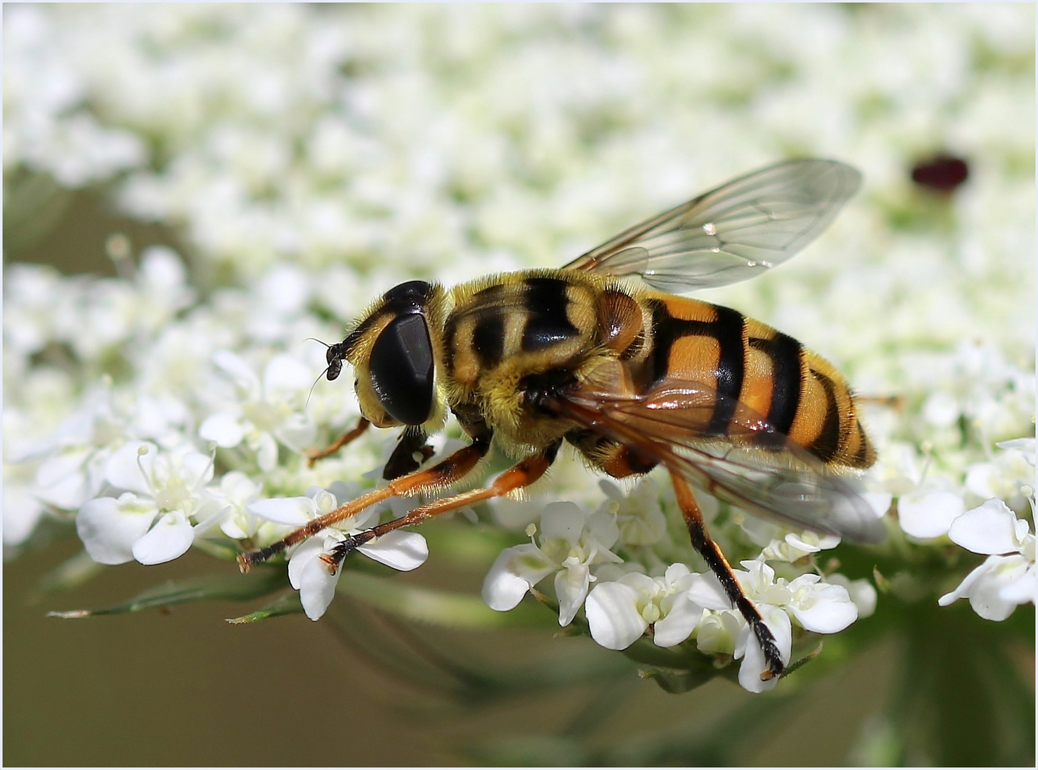 Totenkopfschwebfliege (Myathropa florea).