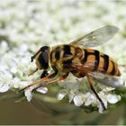 Totenkopfschwebfliege (Myathropa florea).