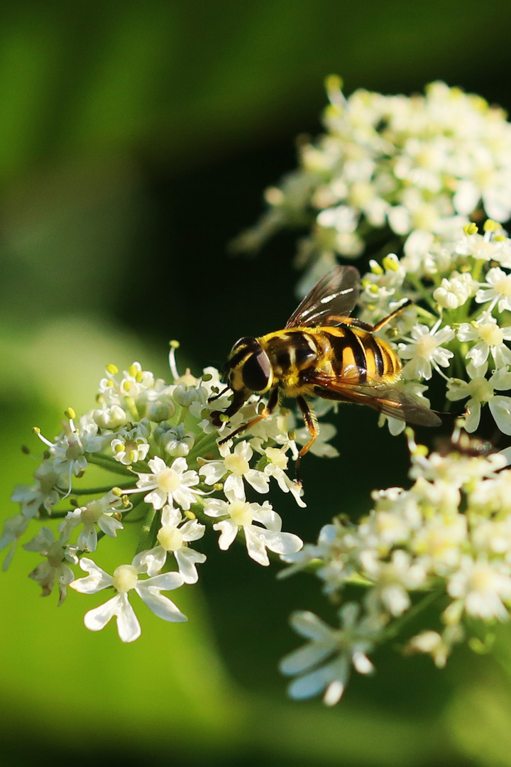 Totenkopfschwebfliege (Myathropa florea)