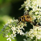 Totenkopfschwebfliege (Myathropa florea)