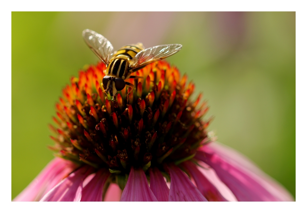 Totenkopfschwebfliege (Myathropa florea)