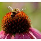 Totenkopfschwebfliege (Myathropa florea)