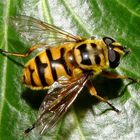 Totenkopfschwebfliege (Myathropa florea)