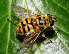 Totenkopfschwebfliege (Myathropa florea)