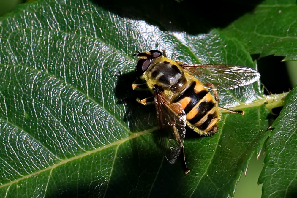 Totenkopfschwebfliege [Myathropa florea]