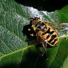 Totenkopfschwebfliege [Myathropa florea]