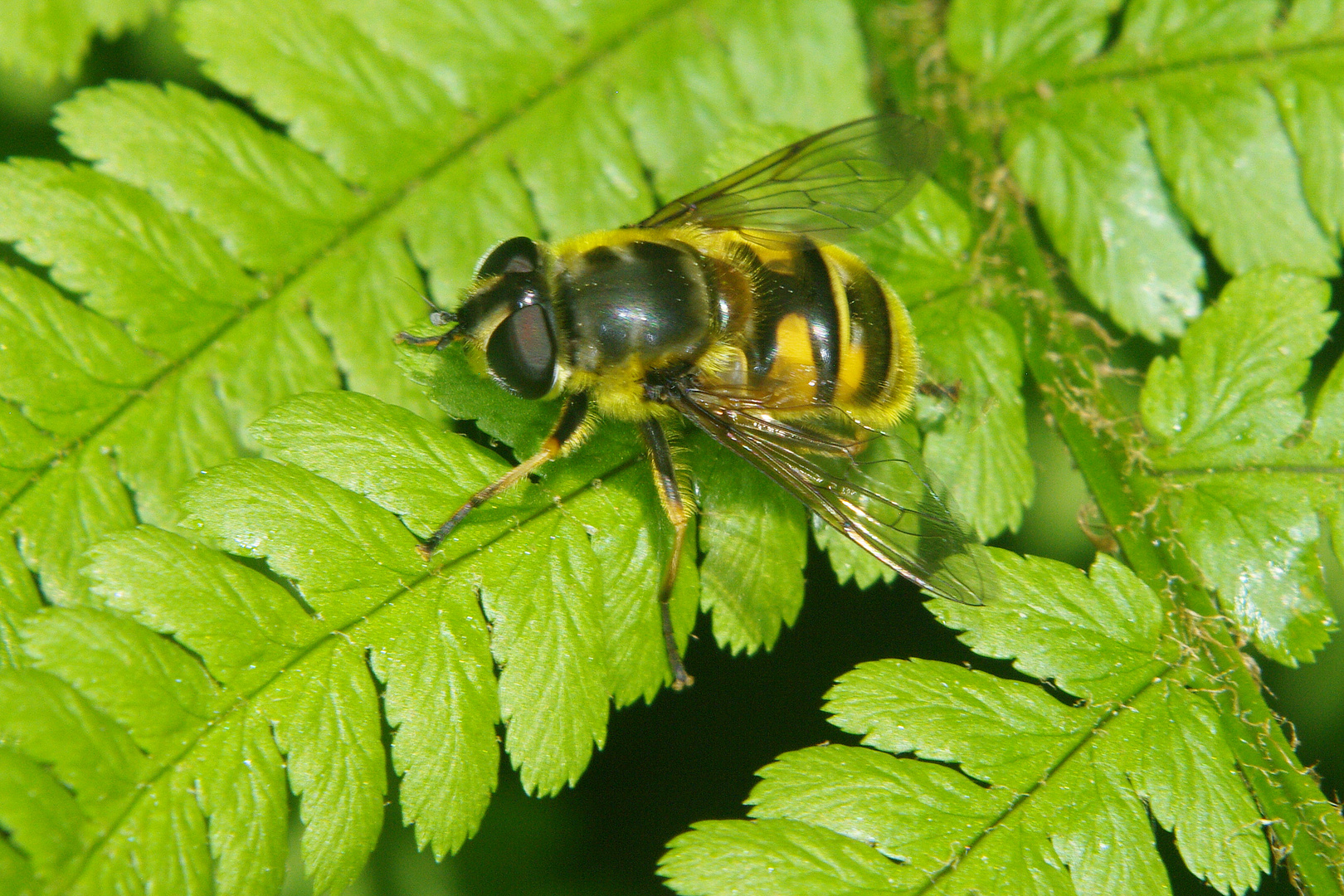 Totenkopfschwebfliege (Myathropa florea)