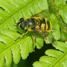 Totenkopfschwebfliege (Myathropa florea)