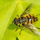 Totenkopfschwebfliege (Myathropa florea) 