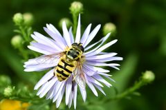 Totenkopfschwebfliege (Myathropa florea)