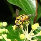 Totenkopfschwebfliege (Myathropa florea)