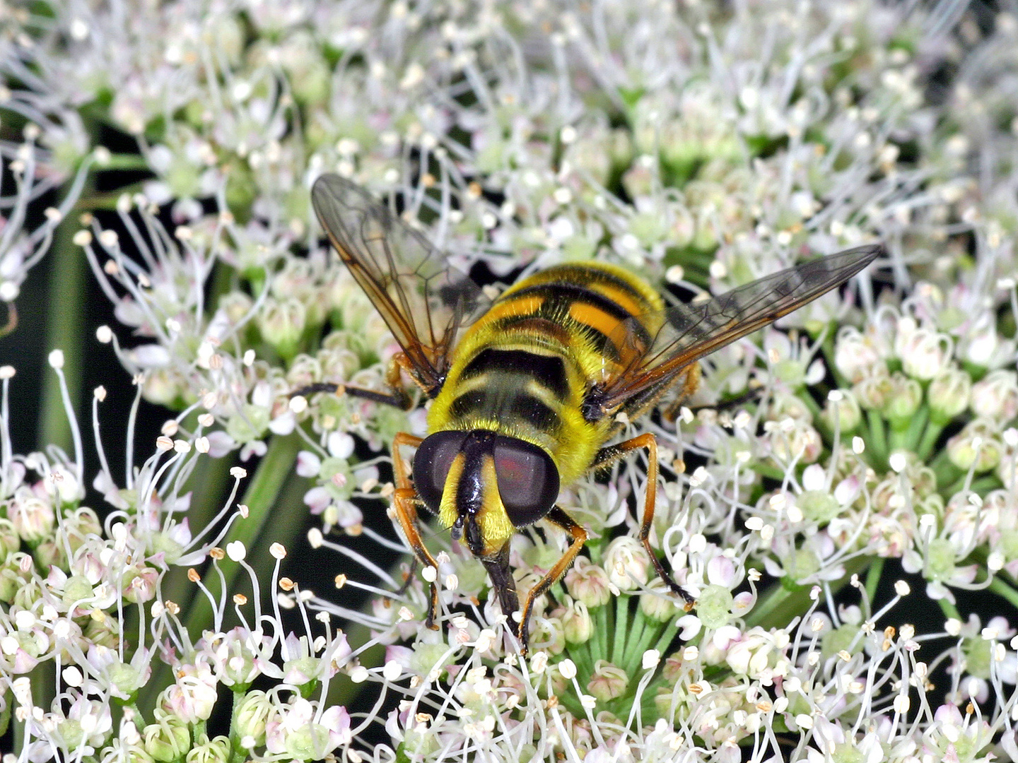 Totenkopfschwebfliege (Myathropa florea).....