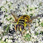 Totenkopfschwebfliege (Myathropa florea).....