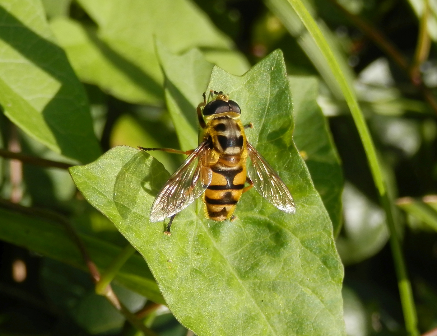 Totenkopfschwebfliege (Myathropa florea)