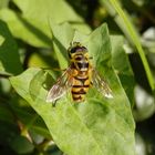 Totenkopfschwebfliege (Myathropa florea)