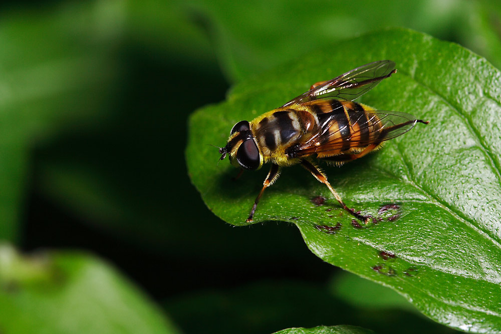 Totenkopfschwebfliege (Myathropa florea)