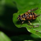 Totenkopfschwebfliege (Myathropa florea)