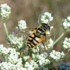 Totenkopfschwebfliege oder Gemeine Dolden-Schwebfliege (Myathropa florea)