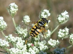 Totenkopfschwebfliege oder Gemeine Dolden-Schwebfliege (Myathropa florea)