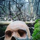 Totenschädel im Wald