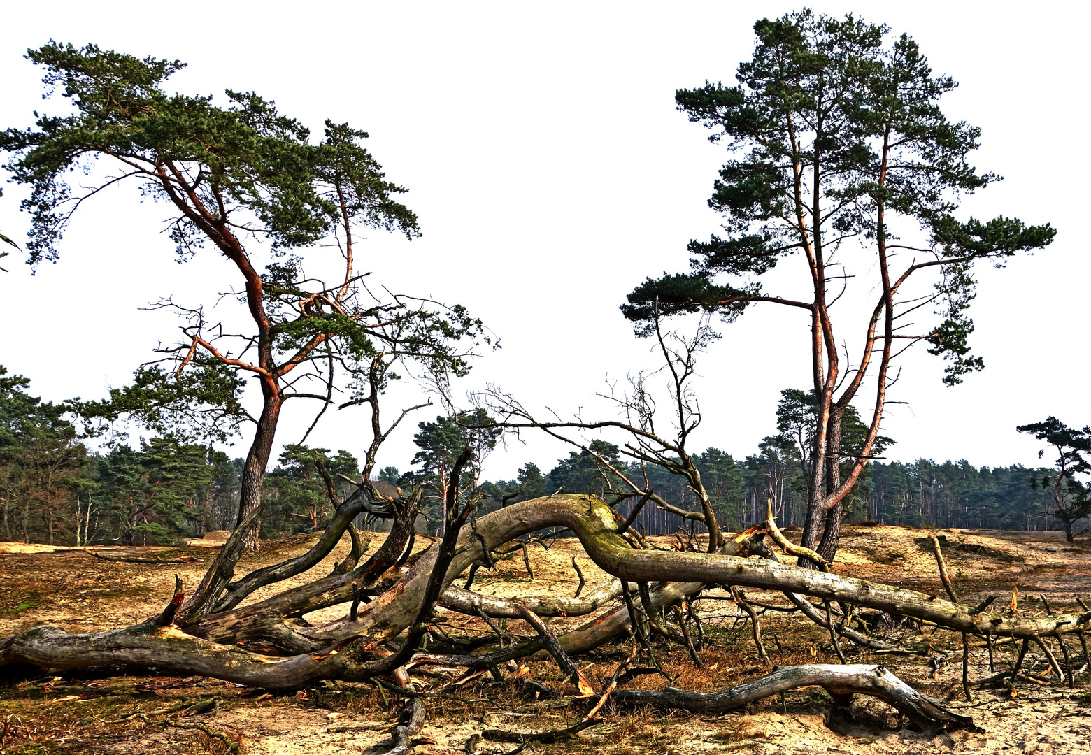 Totentanz Foto & Bild pflanzen, pilze & flechten, landschaft, bäume