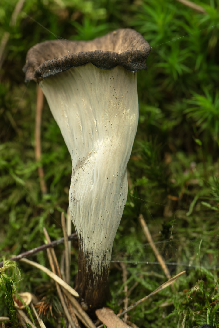 Totentrompete (Craterellus cornicopioides) Foto &amp; Bild | pflanzen ...