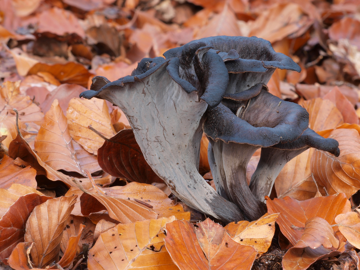 Totentrompeten, Herbsttrompeten Foto &amp; Bild | natur, pilz, pilze Bilder ...