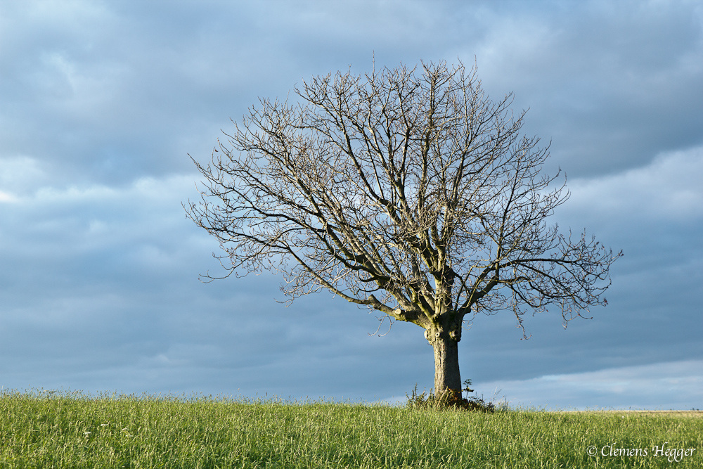 toter Baum