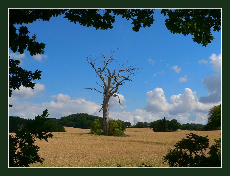 Toter Baum