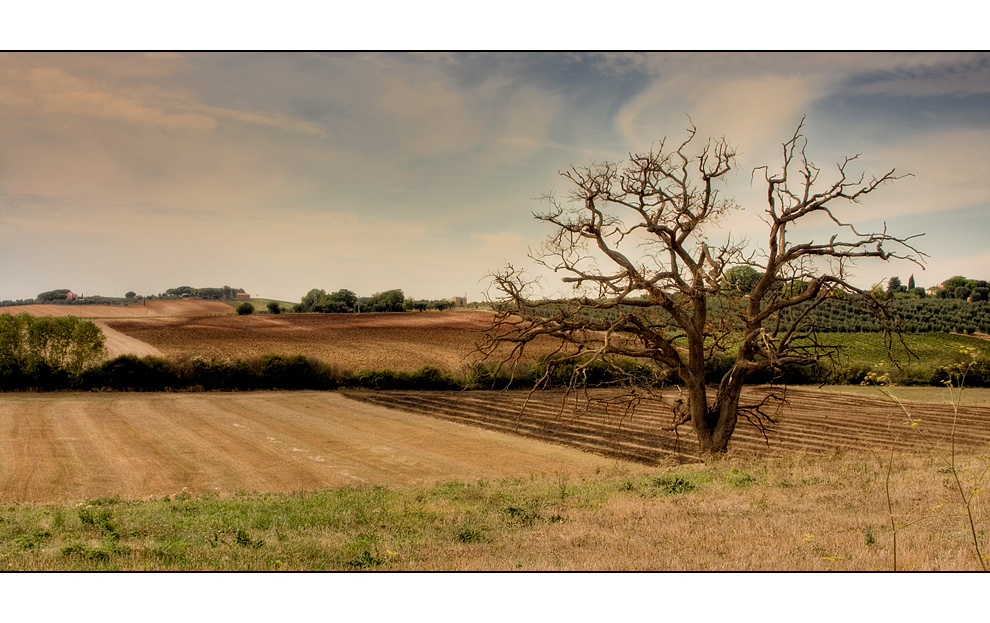 Toter Baum...