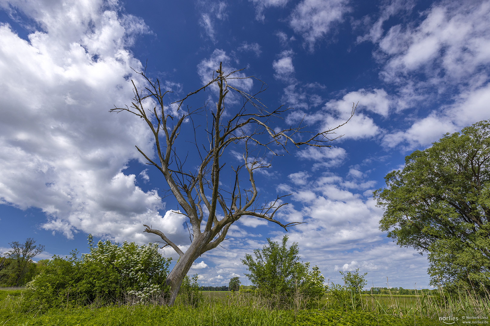 Toter Baum