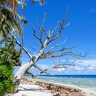 Toter Baum am blauen Meer