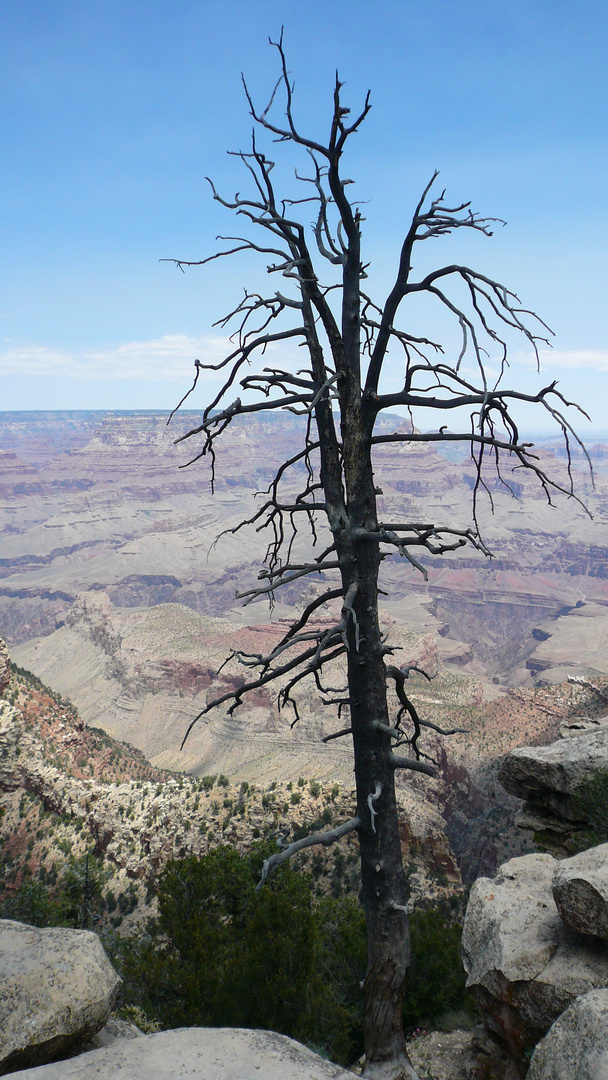 Toter Baum am Canyon
