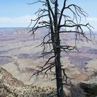 Toter Baum am Canyon