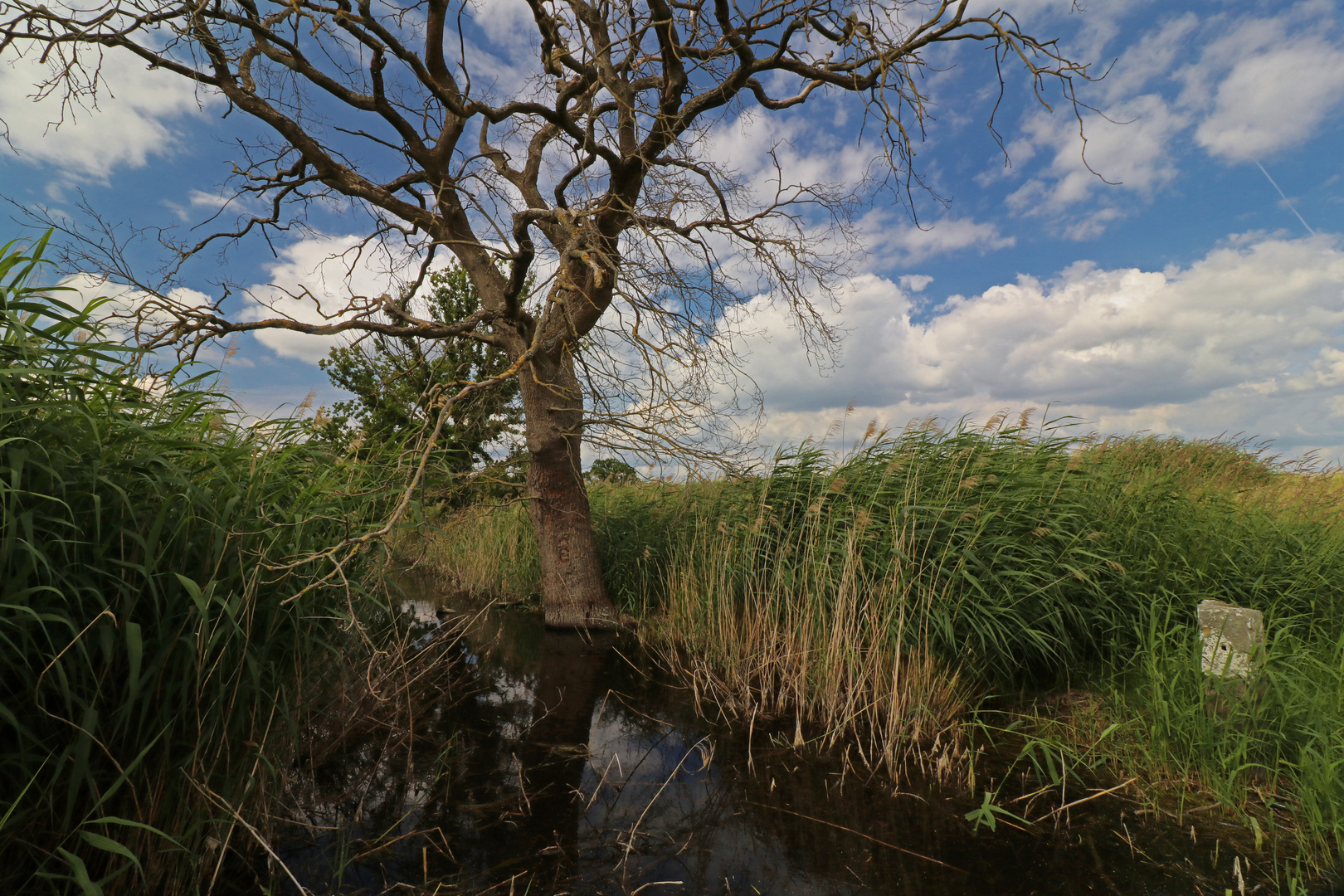 Toter Baum am Graben