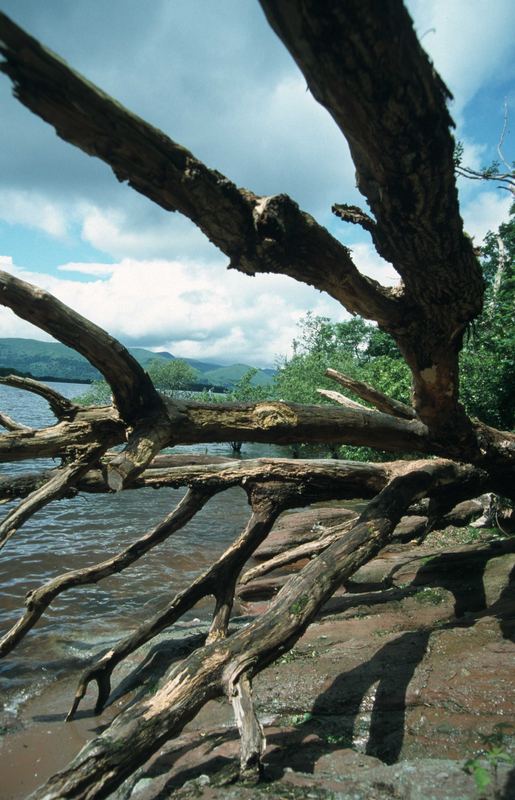 Toter Baum am Loch Lomond