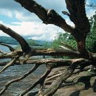 Toter Baum am Loch Lomond