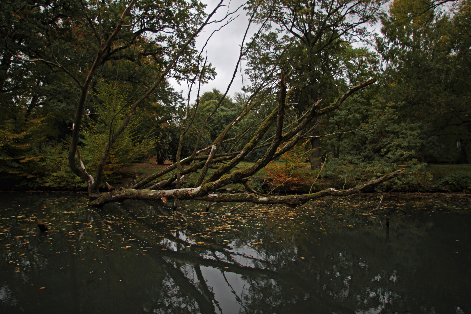 Toter Baum am Mühlengraben