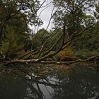 Toter Baum am Mühlengraben