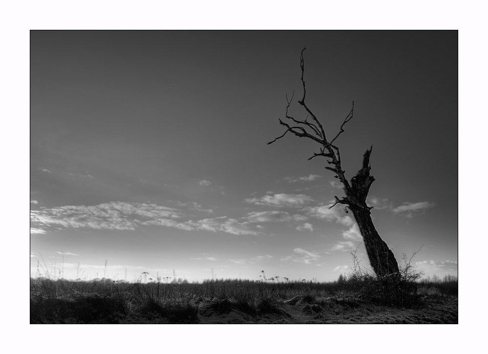 Toter Baum am Rand.